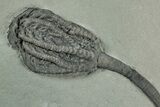 Crinoid (Onychocrinus) Fossil - Crawfordsville, Indiana #352266-2